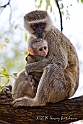 Vervet Monkey - Baby 4979